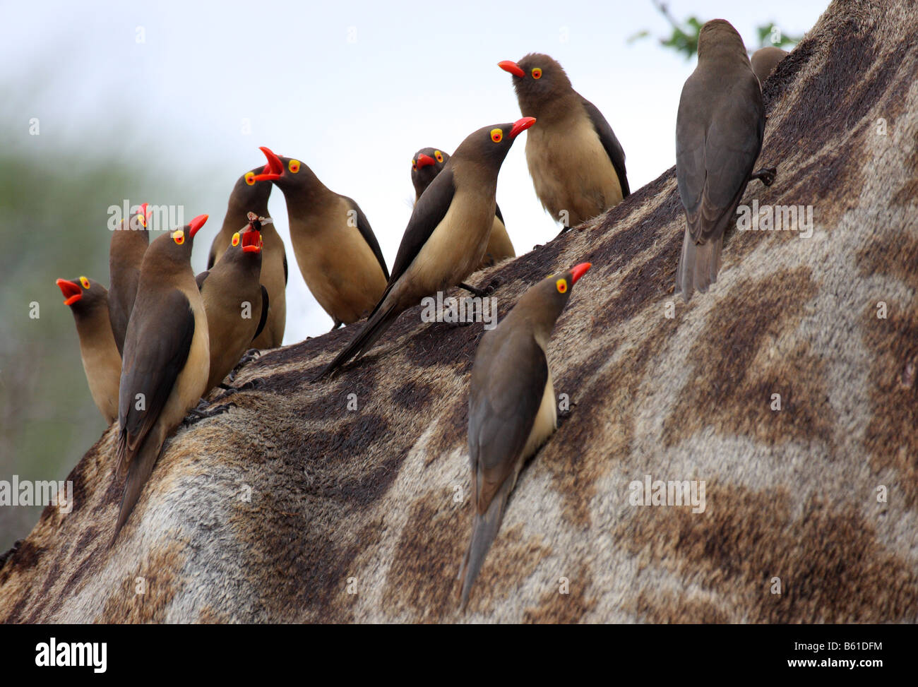redbilled oxpeckers group on back of giraffe feeding on flying termites Stock Photo