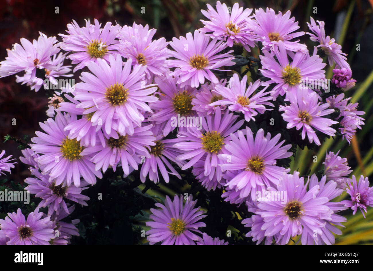 Aster novi belgii 'Porzellan' purple flower garden plant Stock Photo