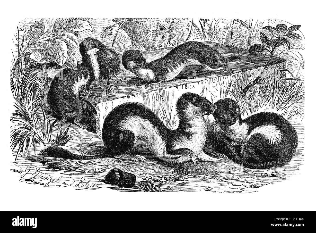 Weasels & Ermines Stock Photo