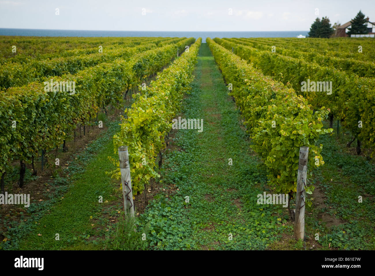 Rows of grapevines in fall. Niagara Peninsula Ontario Canada. Stock Photo