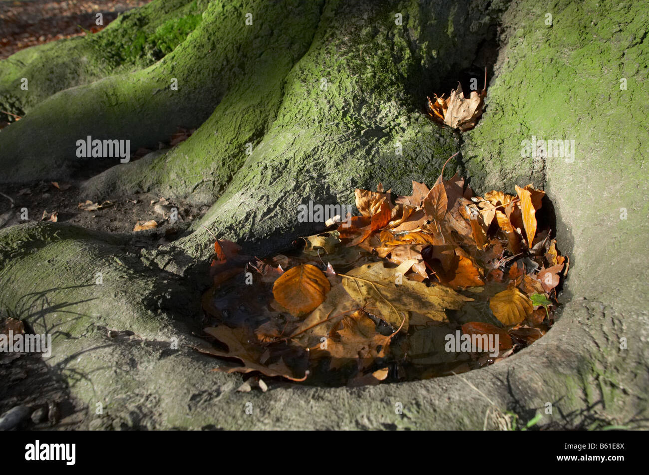 dead autumn leaves on Hampstead Heath London England UK Stock Photo