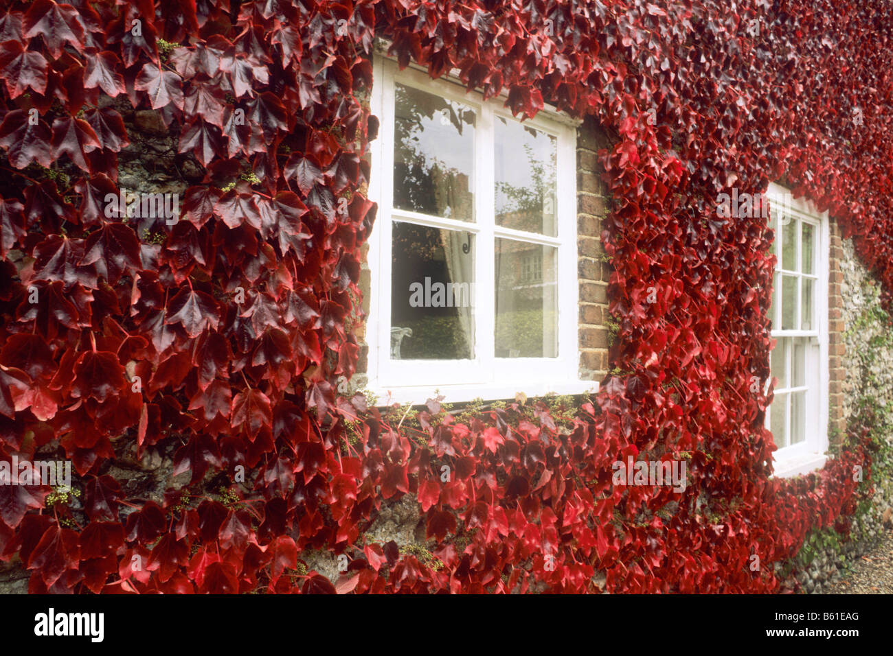 Parthenocissus tricuspidata house window red scarlet leaf leaves Autumn foliage Autumnal growing on wall Virginia Creeper garden Stock Photo