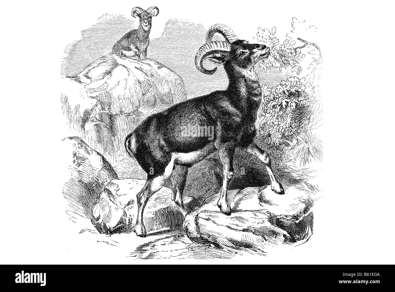 mouflon (Ovis orientalis orientalis group) Stock Photo