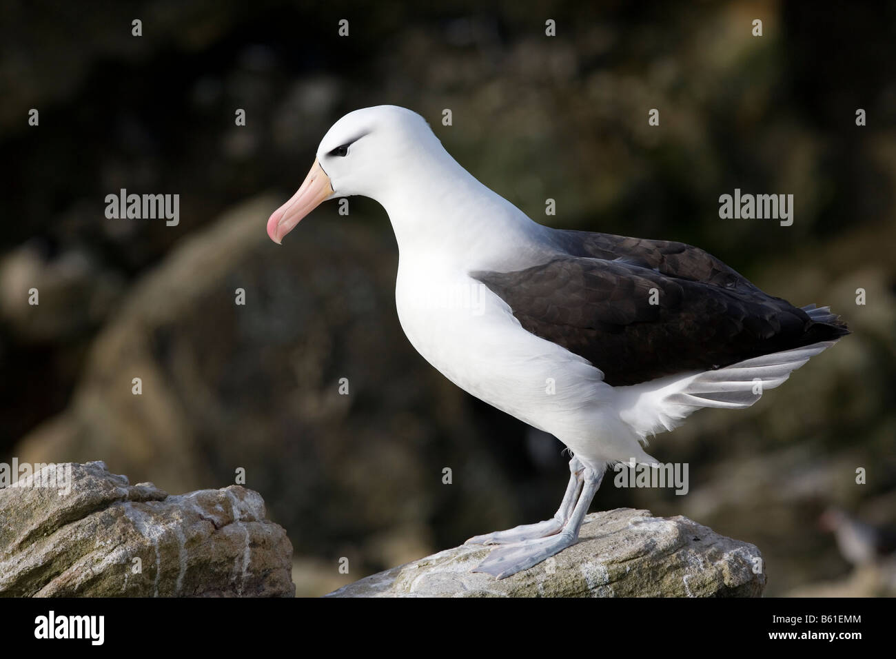 Black-Browed Albatross (Diomedea melanophris), New Island, Falkland Islands Stock Photo