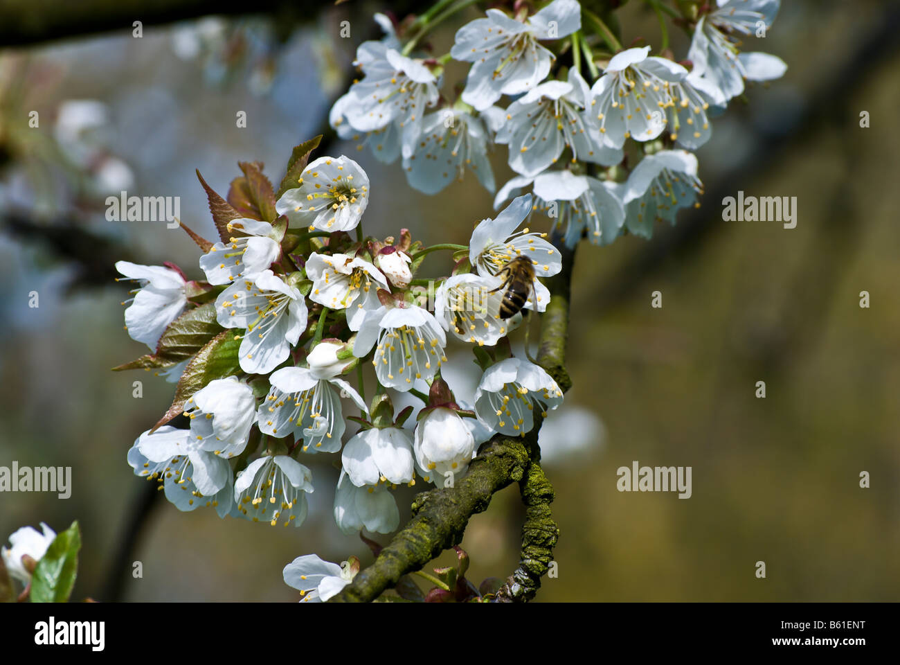 Prunus avium Rosaceae Tree, Cherry blossoms Stock Photo