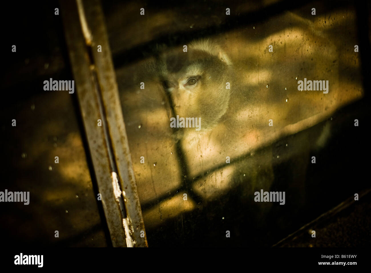 Cage animal hires stock photography and images Alamy