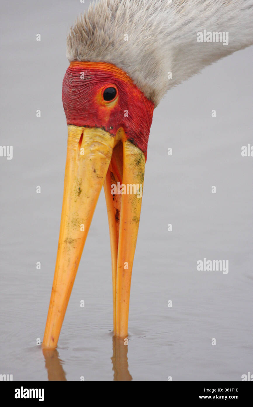 yellow billed stork mycteria ibis single adult fishing Stock Photo