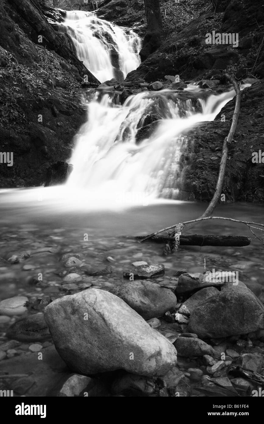 Moss Black and White Stock Photos & Images - Alamy