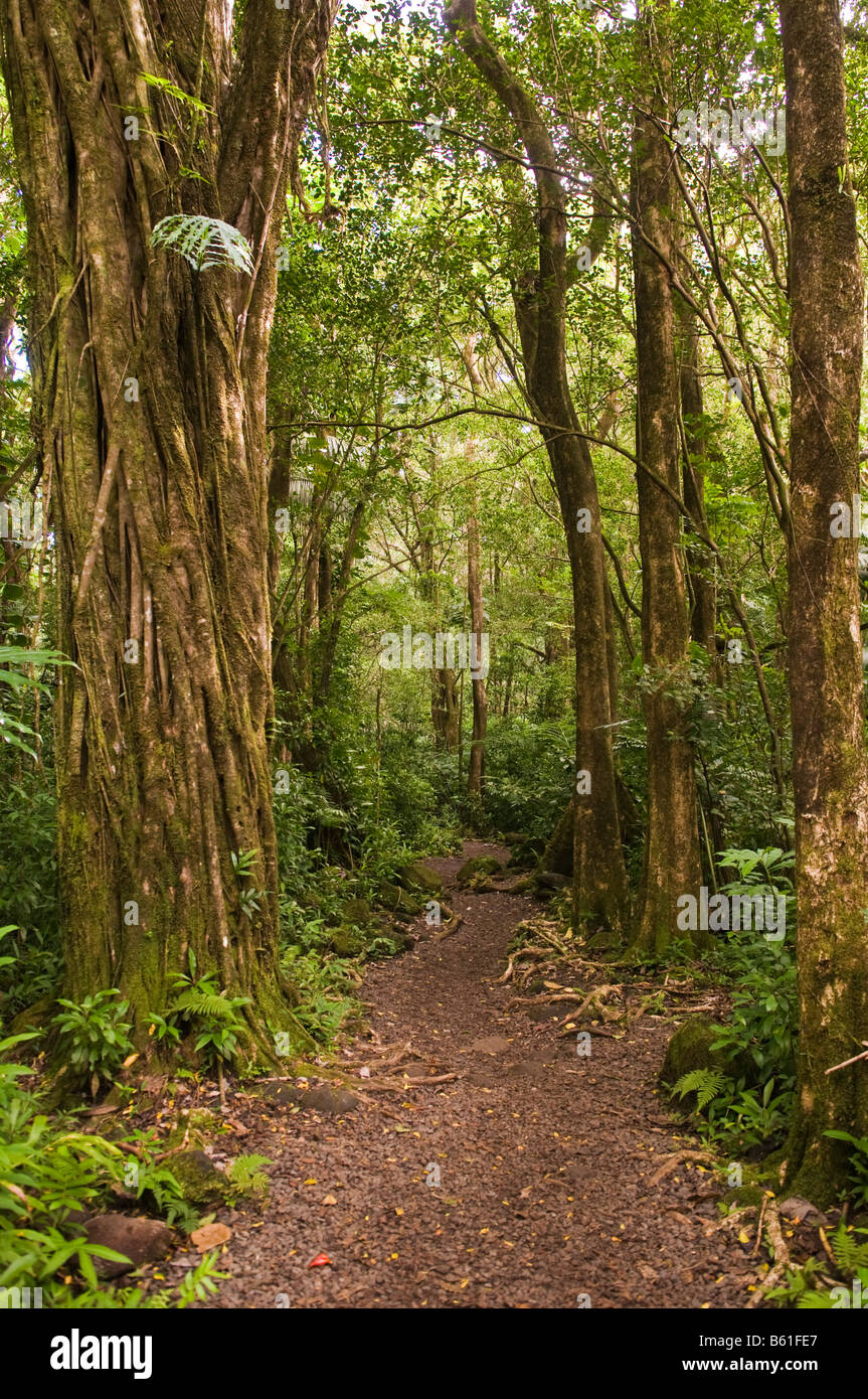 Forest scene, Manoa Falls trail, Honolulu, Oahu, Hawaii, USA Stock Photo