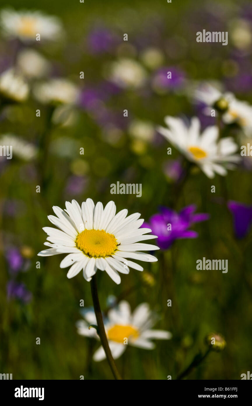 Oxeye daisy in the field Stock Photo