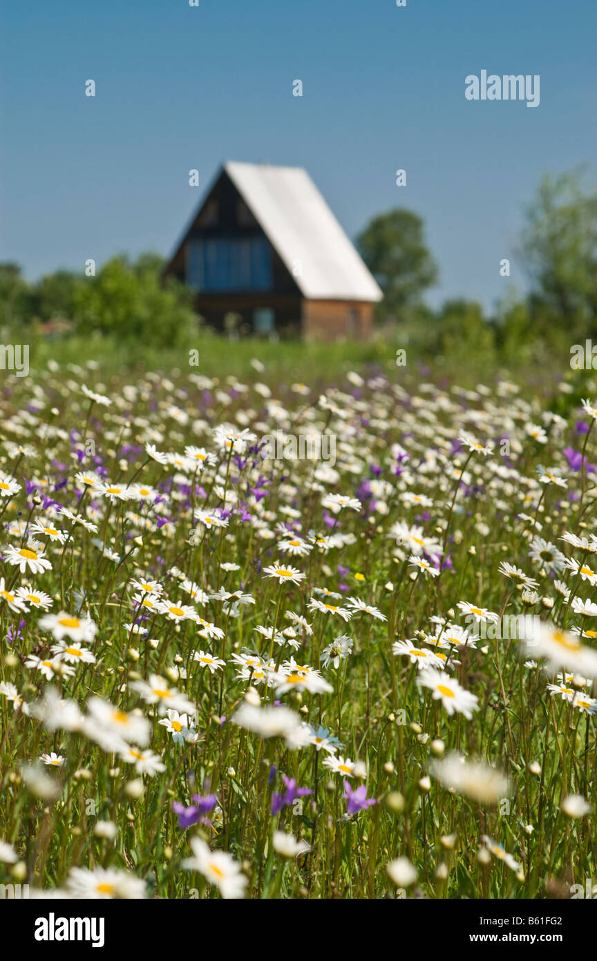 A field with wildflowers with a timber house in background (shallow DOF, focus on flowers) Stock Photo