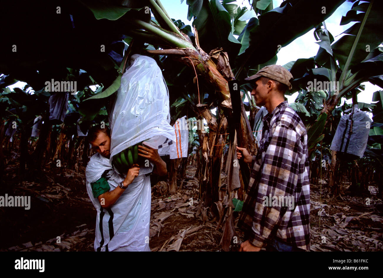 Australian banana plantation hires stock photography and images Alamy