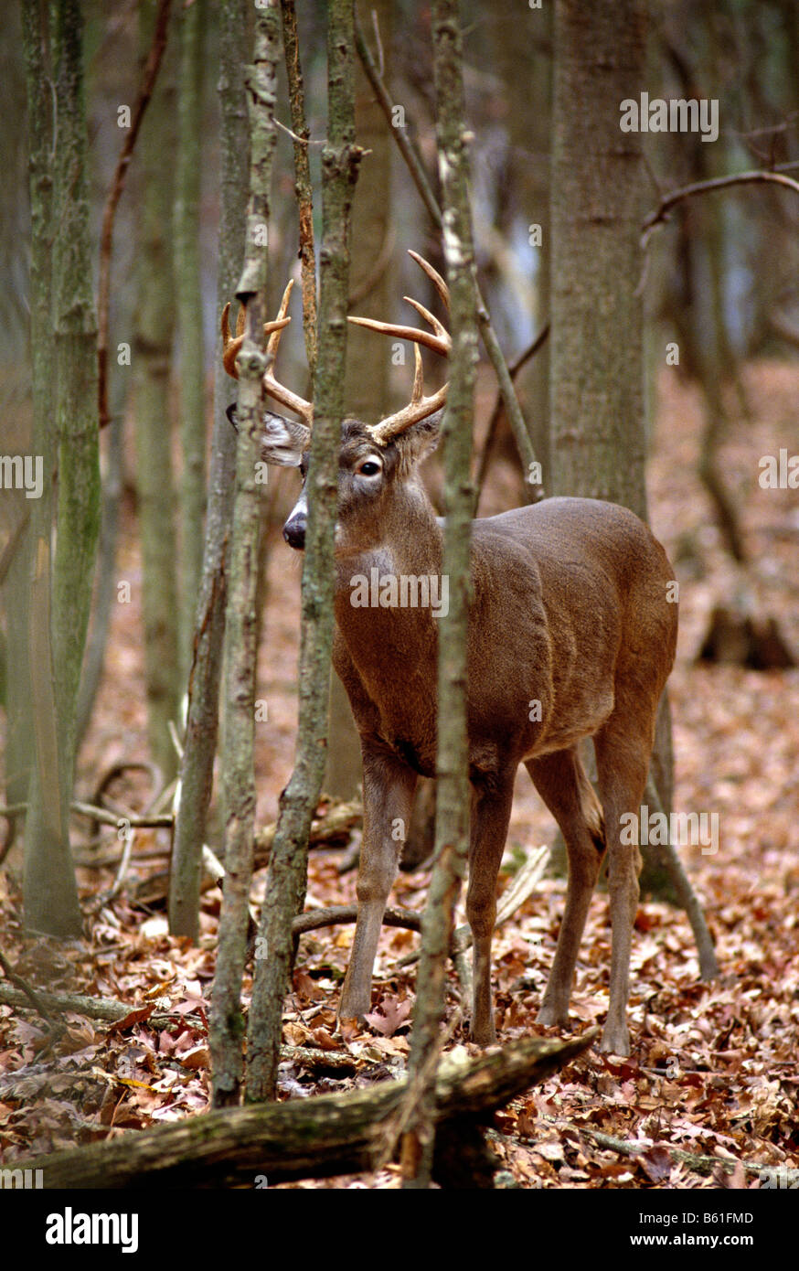 MALE BUCK, WHITE TAIL DEER, PENNSYLVANIA STATE ANIMAL (L. ODOCOILEUS