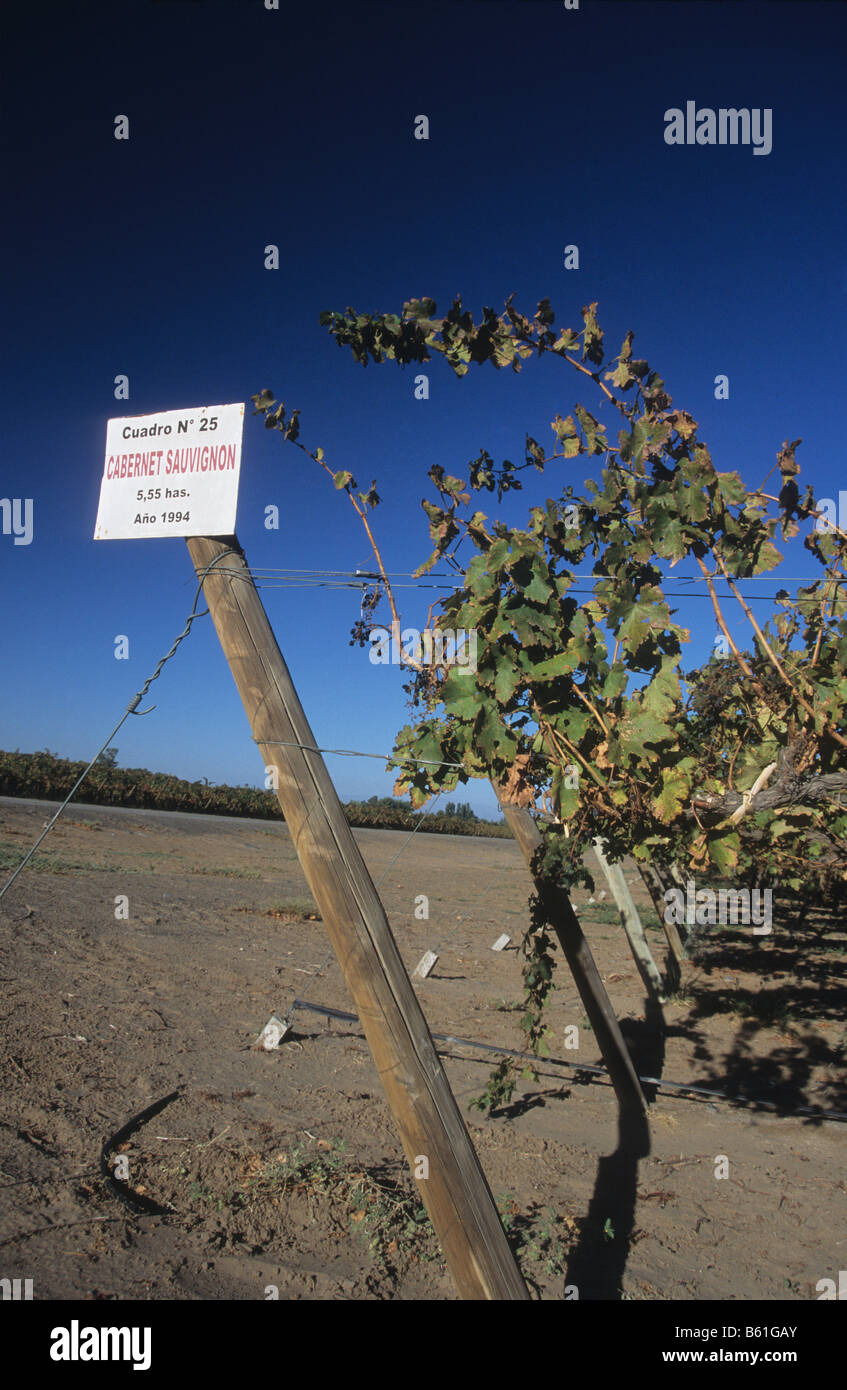 Vineyards near Caucete, San Juan, Argentina. Sign shows this crop is of Cabernet Sauvignon grape plants Stock Photo