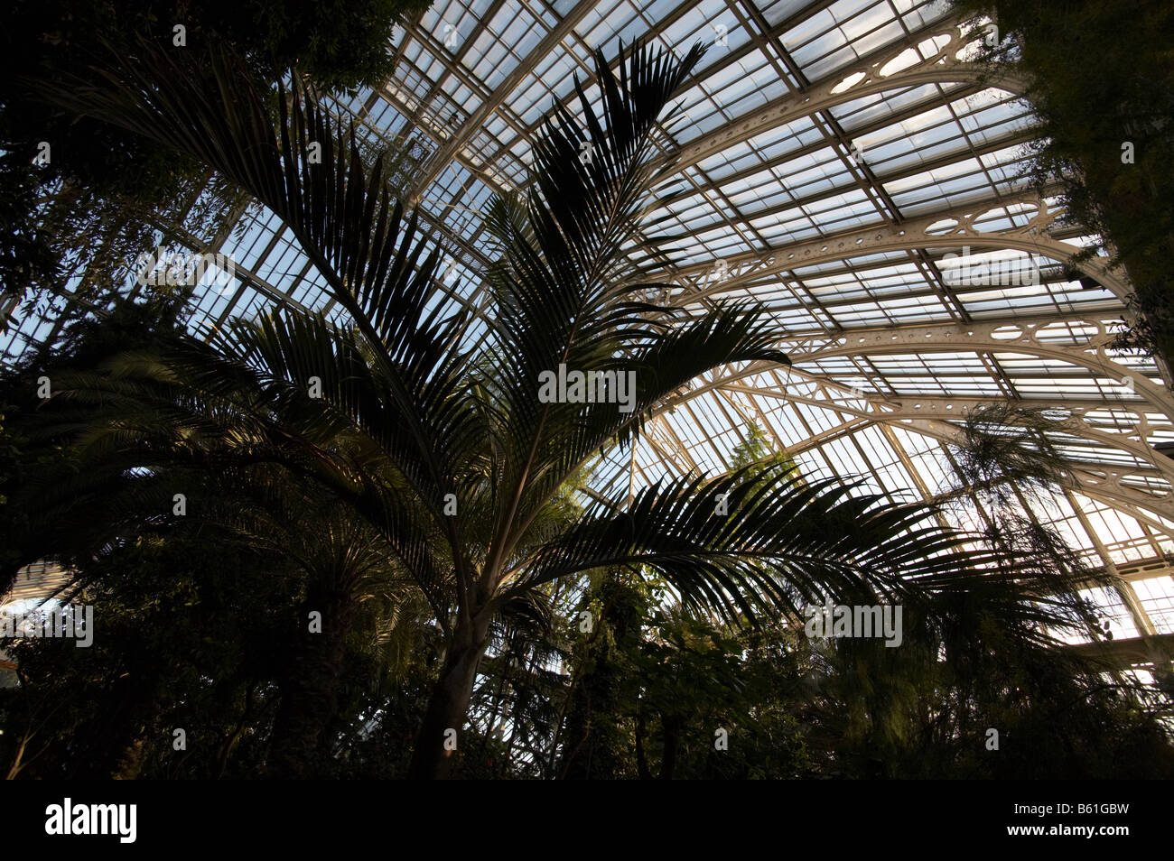 The palm tree london hires stock photography and images Alamy