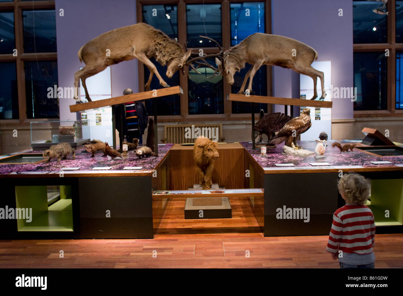 Stuffed animals in Kelvingrove Art Gallery and Museum Glasgow Scotland GB UK 2008 Stock Photo - Alamy Stuffed animals in Kelvingrove Art Gallery and Museum Glasgow Scotland GB UK 2008 Stock Photo - Alamy
