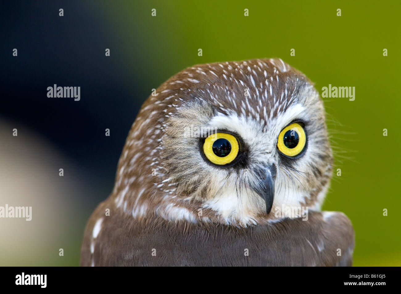 Saw-whet owl Stock Photo