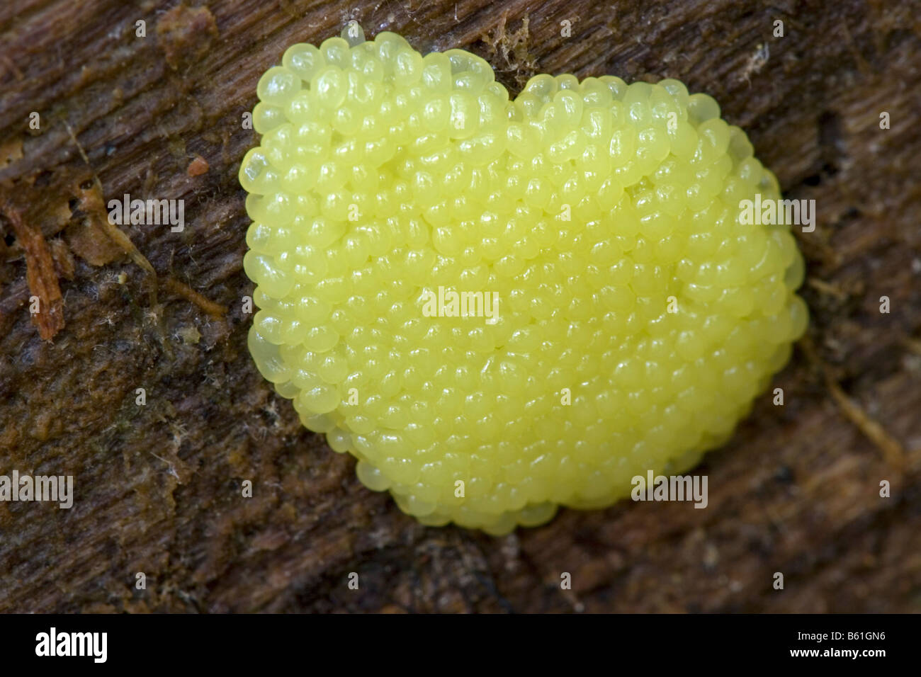Slime mold on log Stock Photo