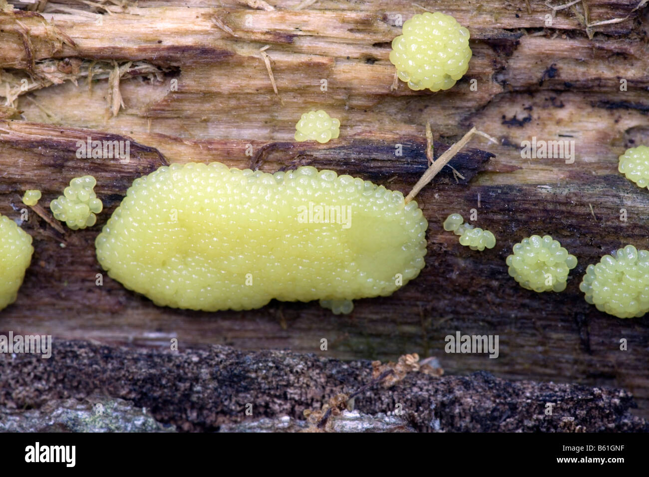 Slime mold on log Stock Photo