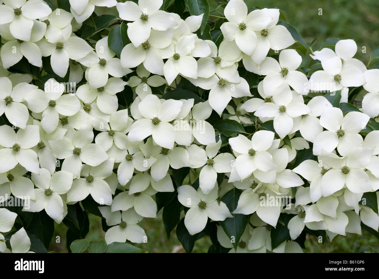Dogwood blossoms in Spring Stock Photo