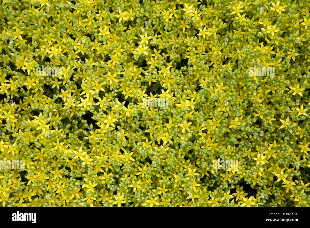 Goldmoss stonecrop (Sedum acre) in bloom Stock Photo