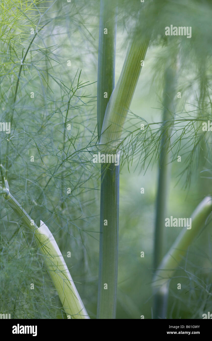 Fennel forest Stock Photo