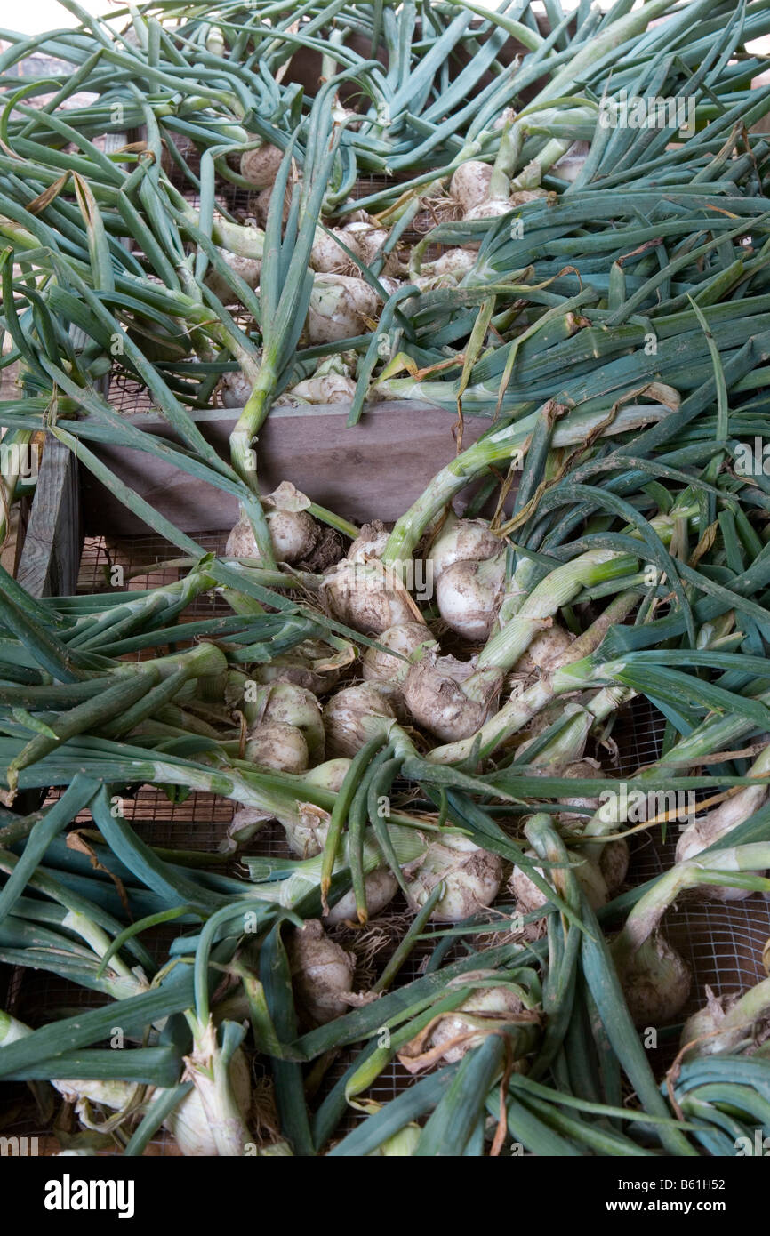 Fresh produce onions hi-res stock photography and images - Alamy