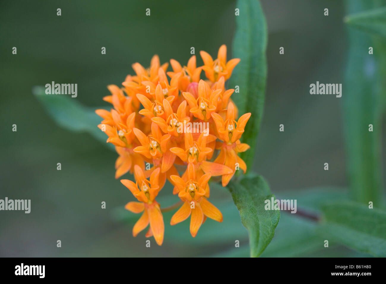 Butterfly weed (Asclepias tuberosa), a wildflower commonly planted to attract butterflies in the garden Stock Photo