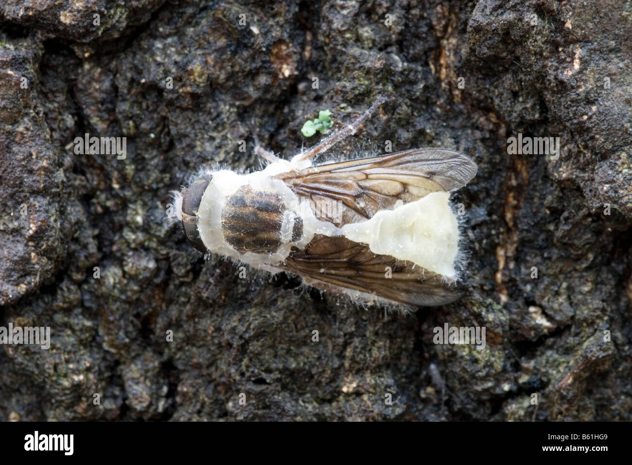 Fly with fungal infection Stock Photo