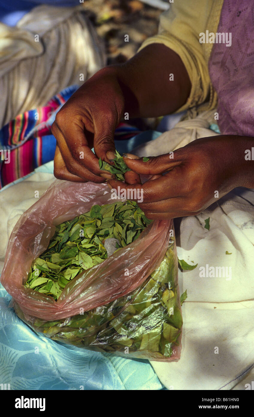 Coca leaves for traditional use Los Yungas Bolivia Stock Photo Alamy