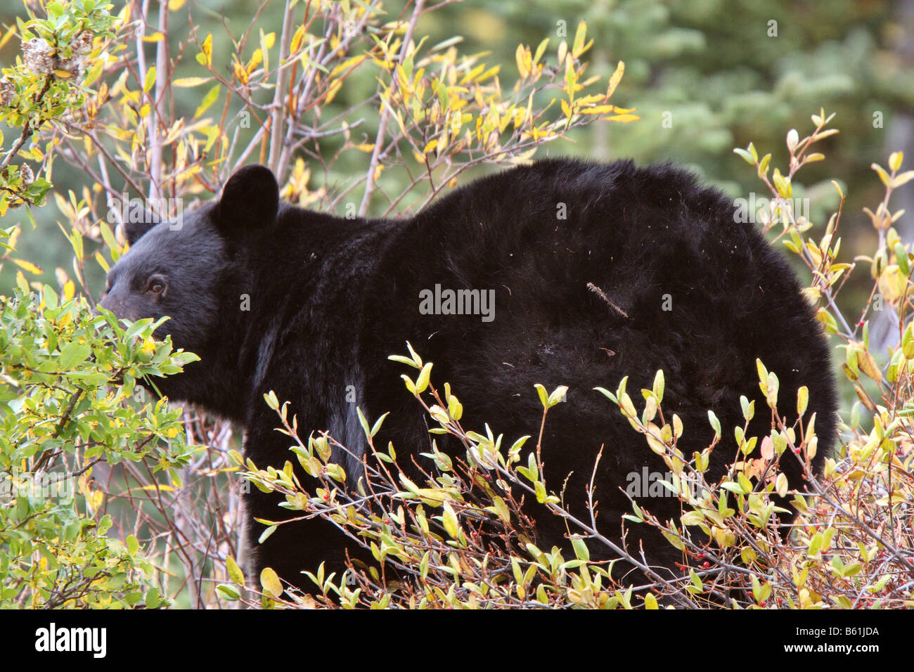 Black Bear along British Columbia highway Stock Photo - Alamy