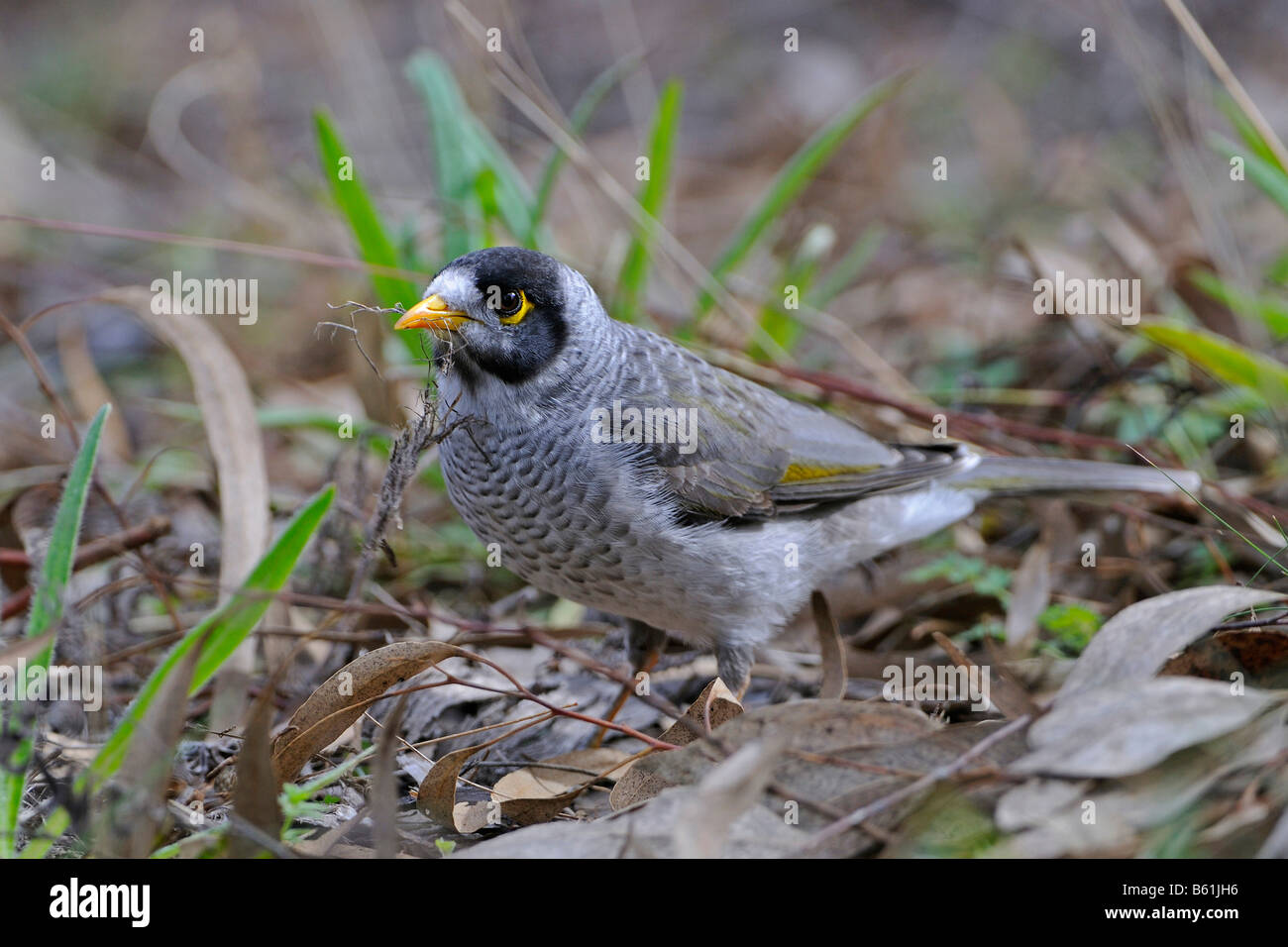 Noisy Miner (Manorina melanocephala) looking for nest material, Warrumbungle National Park, Australia Stock Photo