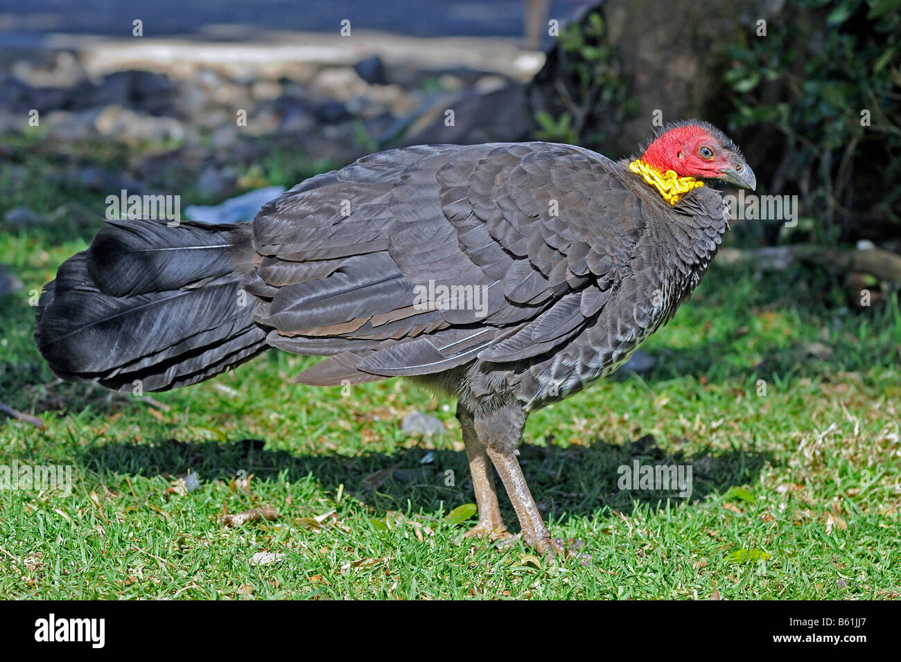 Australian Brush-turkey, Scrub Turkey or Bush Turkey (Alectura lathami), Lamington National Park, Australia Stock Photo