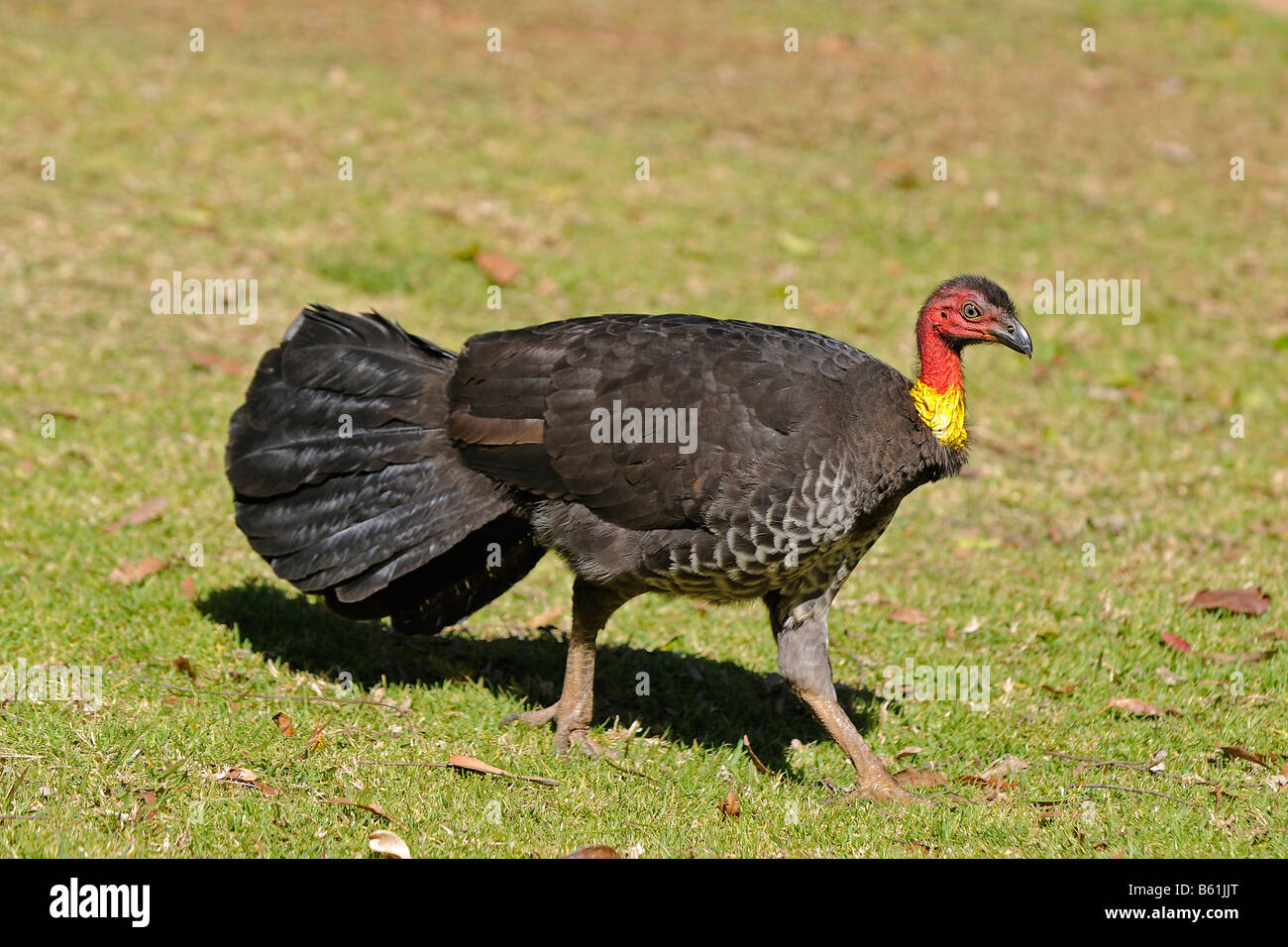 Australian Brush-turkey, Scrub Turkey or Bush Turkey (Alectura lathami), Lamington National Park, Australia Stock Photo
