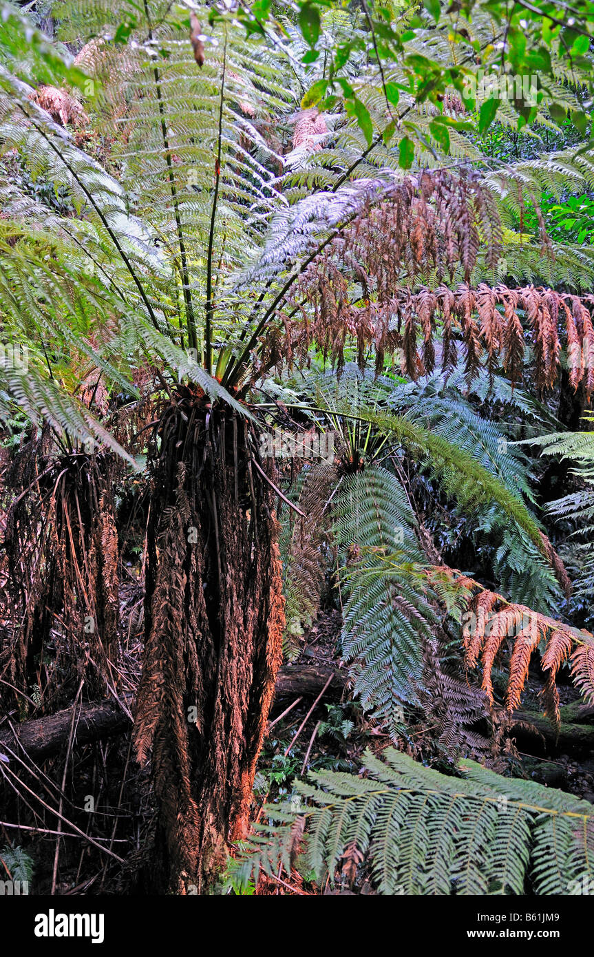 Rock Felt Fern (Pyrrosia rupestris) in the temperate rainforest of the