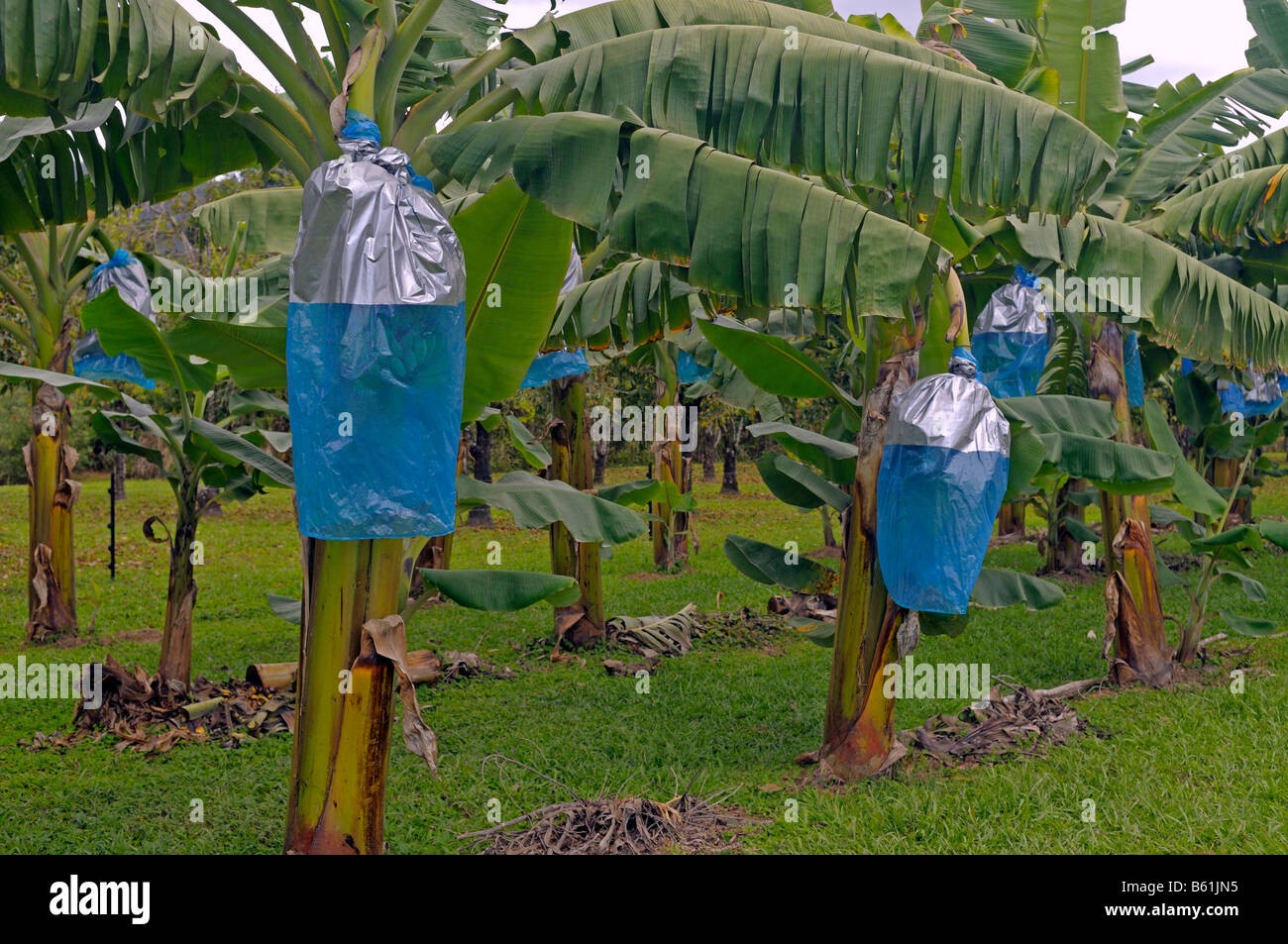 Protection against feeding damage on banana plants, Daintree National