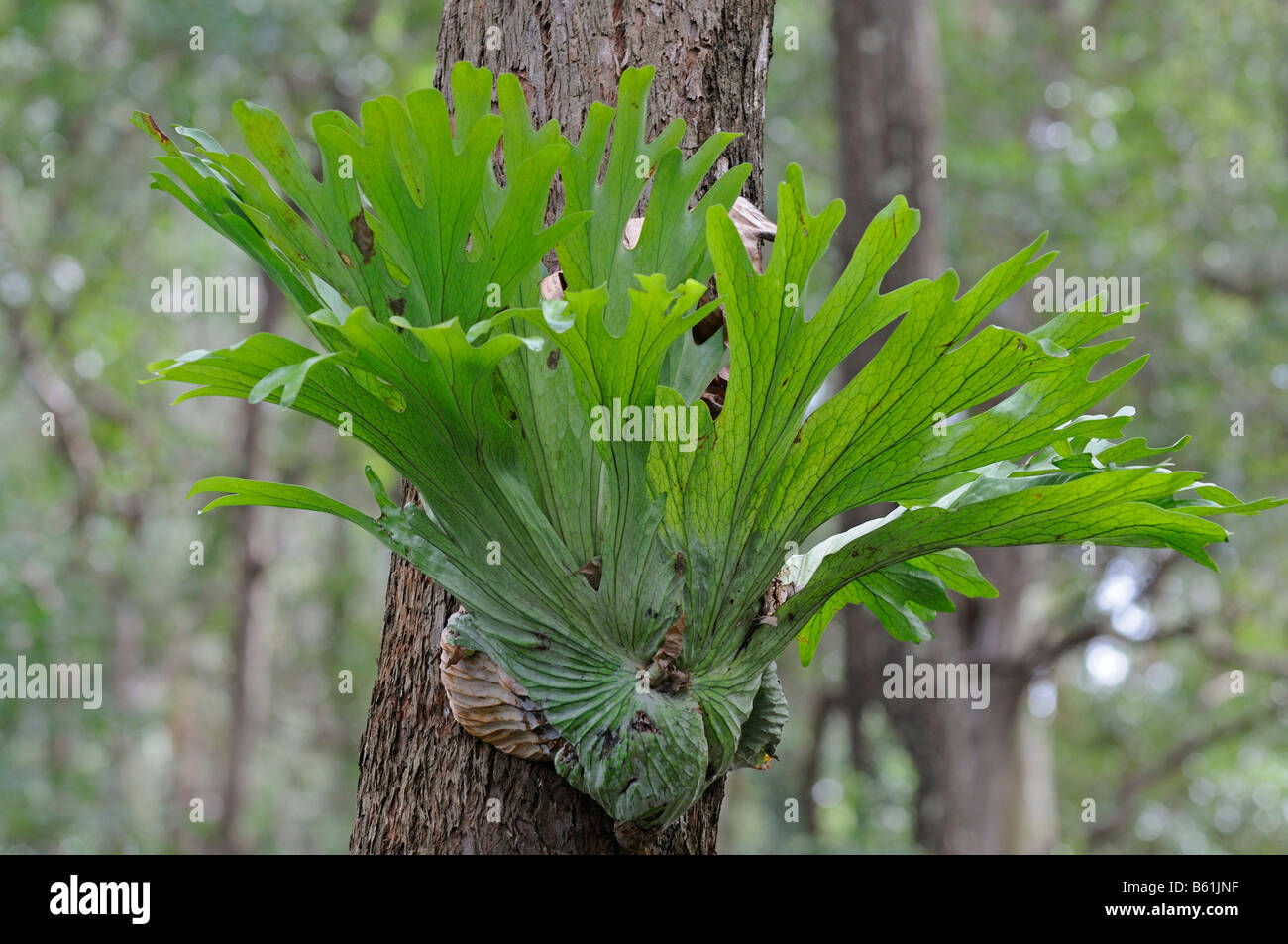 Staghorn fern hi-res stock photography and images - Alamy