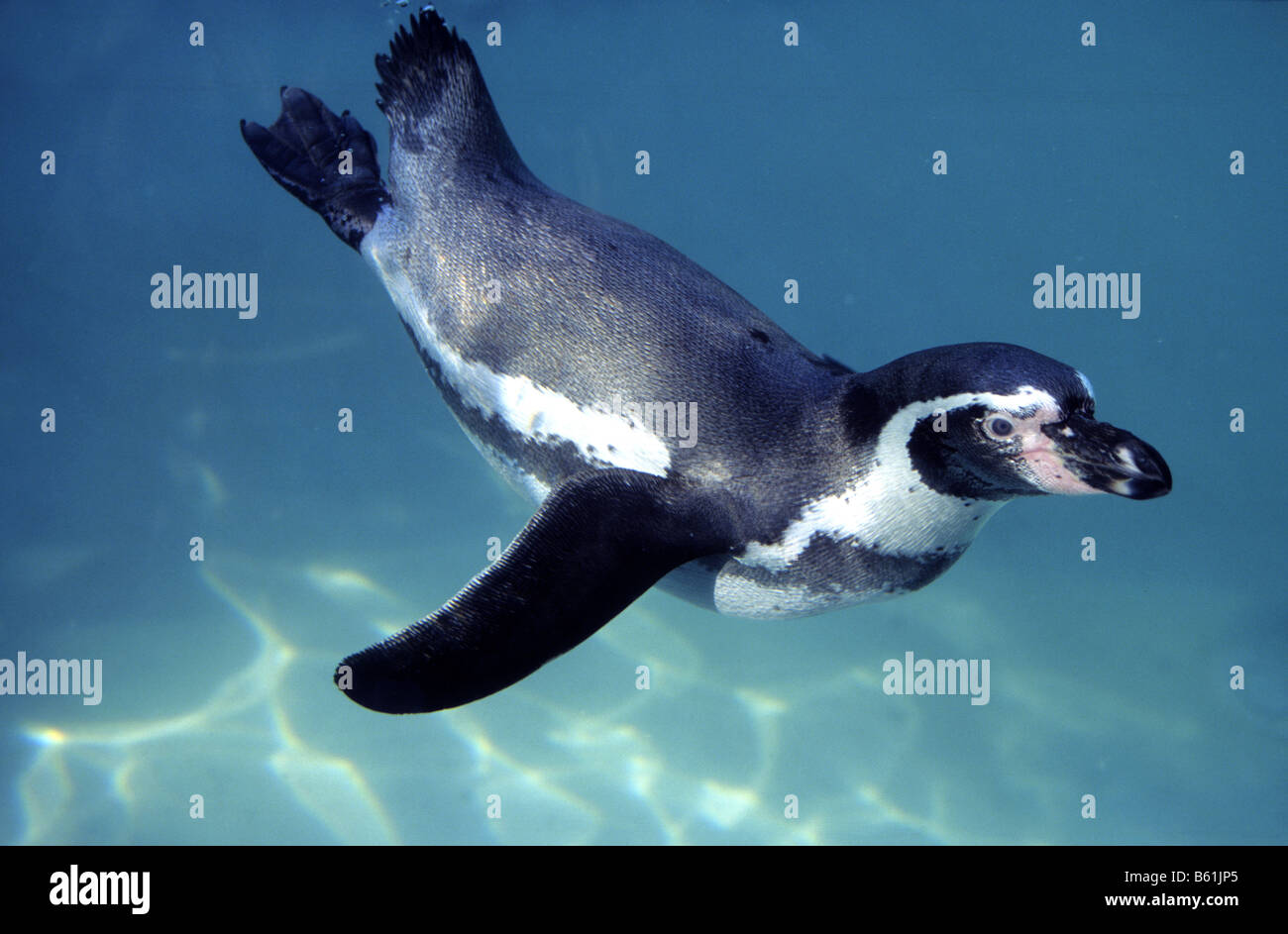 Humboldt Penguin (Spheniscus humboldti), diving Stock Photo
