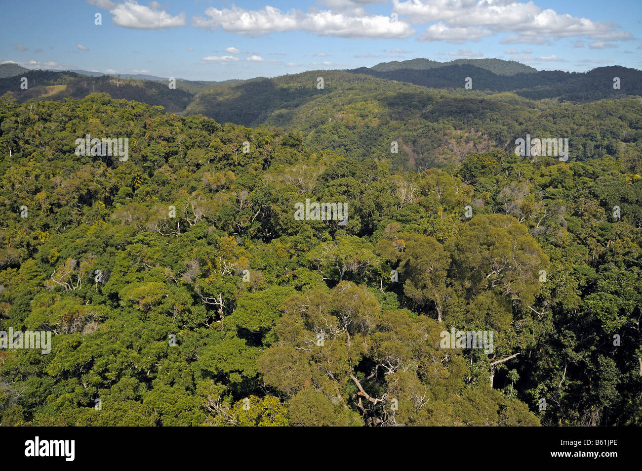 Primary rain forest hi-res stock photography and images - Alamy