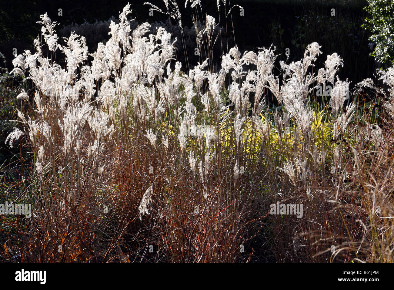 MISCANTHUS SINENSIS CHINA DURING NOVEMBER Stock Photo