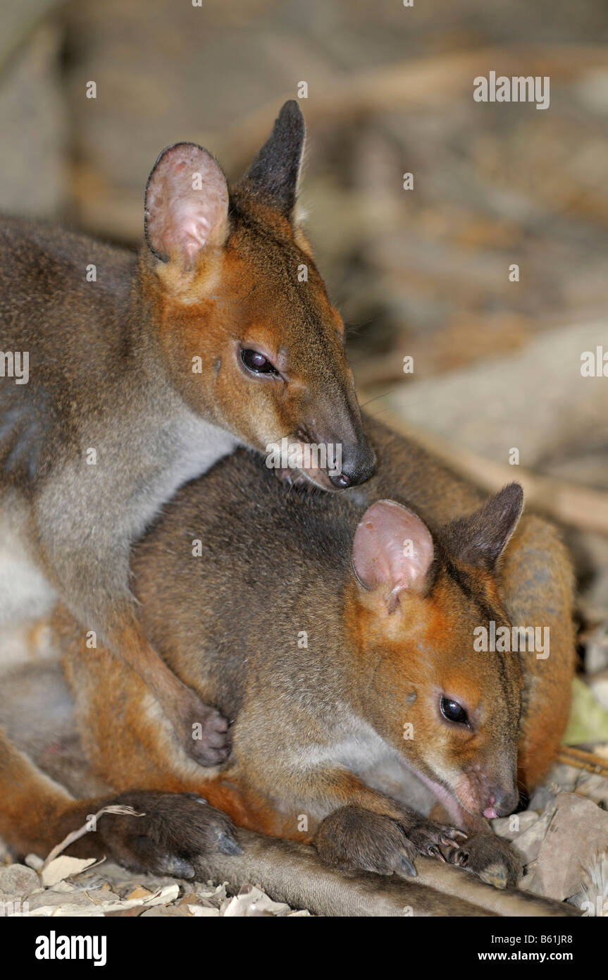 Two Red-legged Pademelon (Thylogale stigmatica), Queensland, Australia Stock Photo