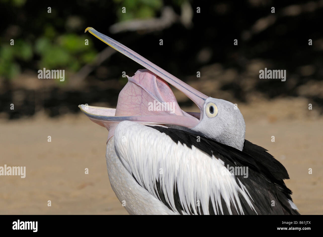 Australian Pelican (Pelecanus conspicillatus), stretching it throat pouch, Queensland, Australia Stock Photo