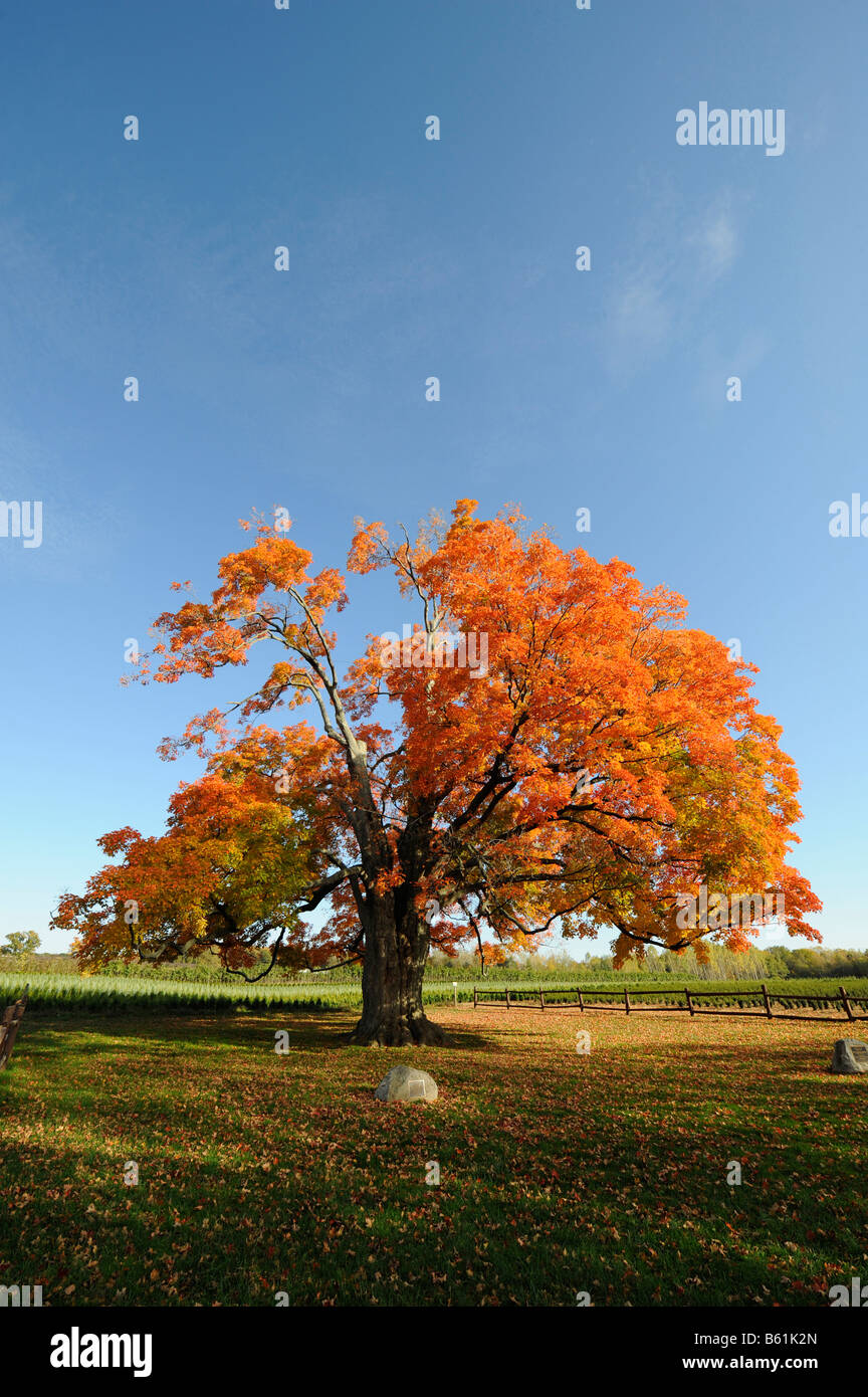 A Mardi Gras tree stands in Mardi Gras Park in front of the