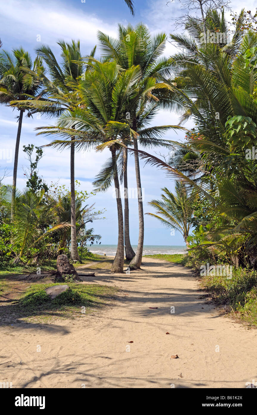 Entrance to the beach through palm trees, Queensland, Australia Stock Photo Alamy
