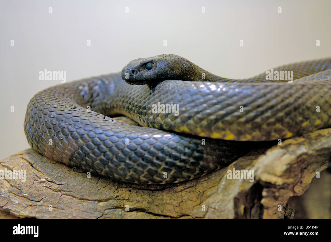 Inland Taipan, Small Scaled Snake, Fierce Snake (Oxyuranus microlepidotus), the most poisonous snake in the world Stock Photo