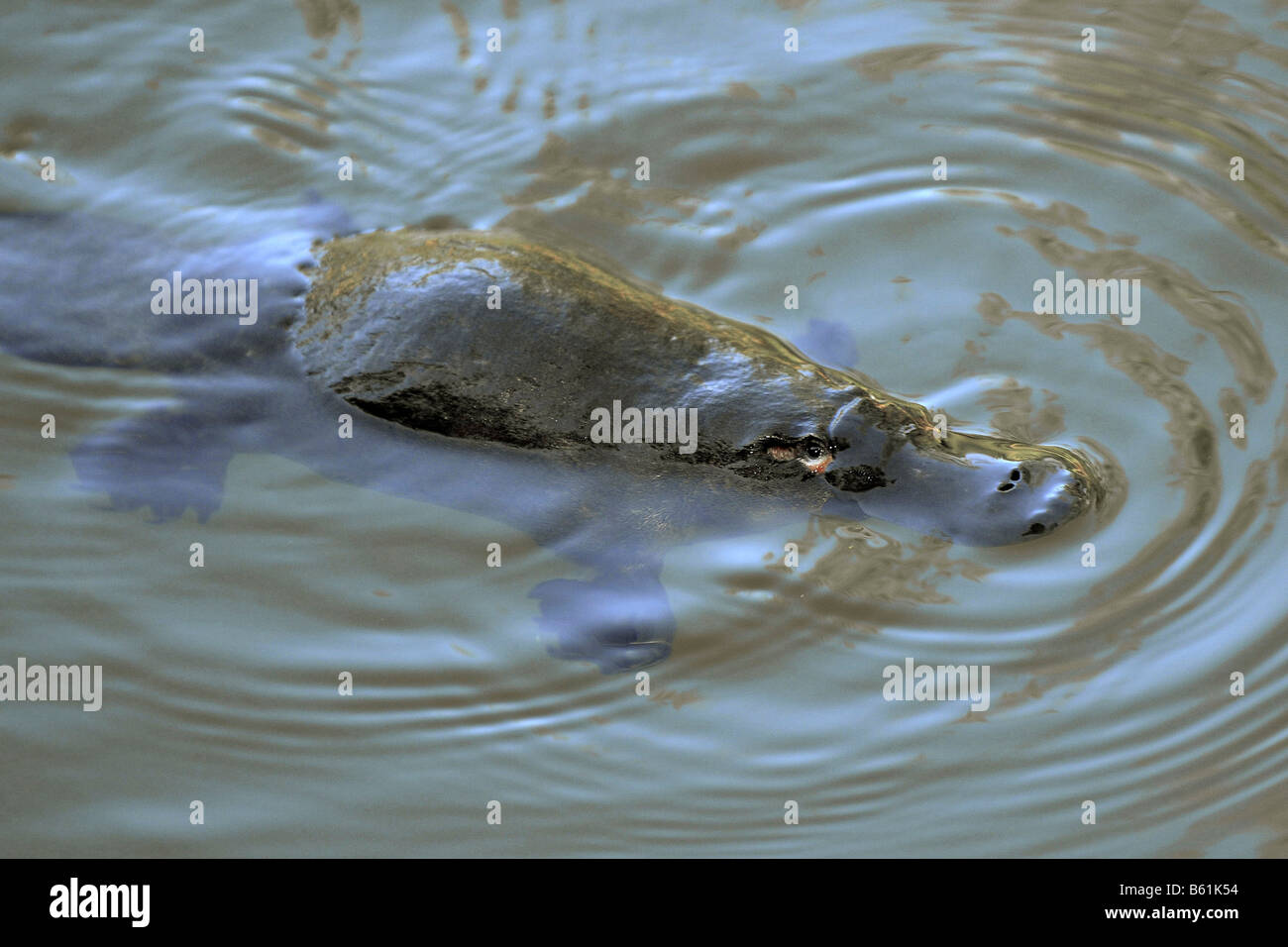 Platypus (Ornithorhynchus anatinus) in its natural habitat, very rarely seen in the wild, Eungella National Park, Queensland Stock Photo