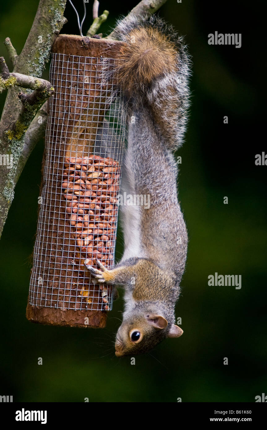 Grey Squirrel on Bird Nut Feeder Stock Photo Alamy