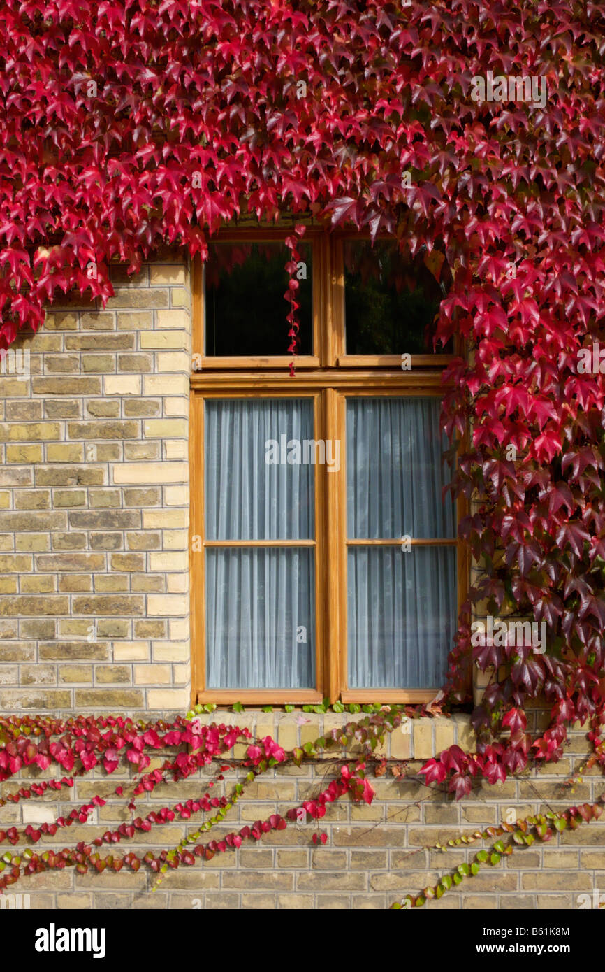 Window japanese creeper ivy parthenocissus hires stock photography and