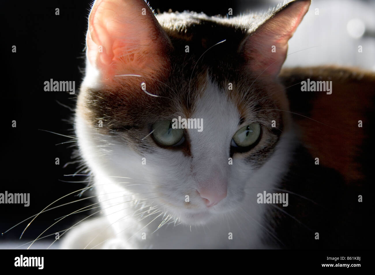 Calico Cat lying in morning sunlight Stock Photo - Alamy