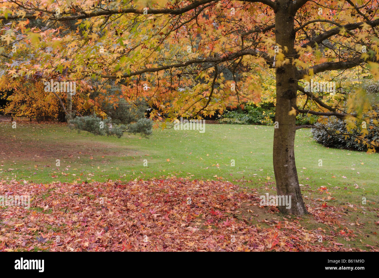 A colourful maple tree in Isabella Plantation, Richmond Park, London, UK Stock Photo